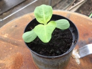 DMIP Sunflower 2